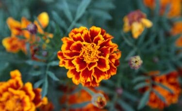 Close-up of a vibrant orange and red marigold flower in full bloom, surrounded by blurred foliage and additional marigolds in the background.