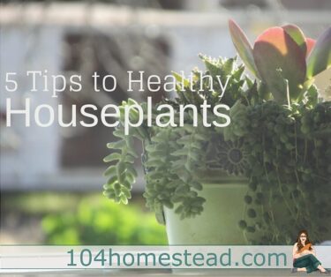 I'm an outdoor garden person. It's where my thumb shines the greenest. These five tips have helped me keep my houseplants happy and healthy.