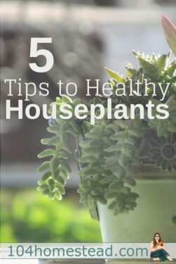 Your Guide to Healthy Houseplants