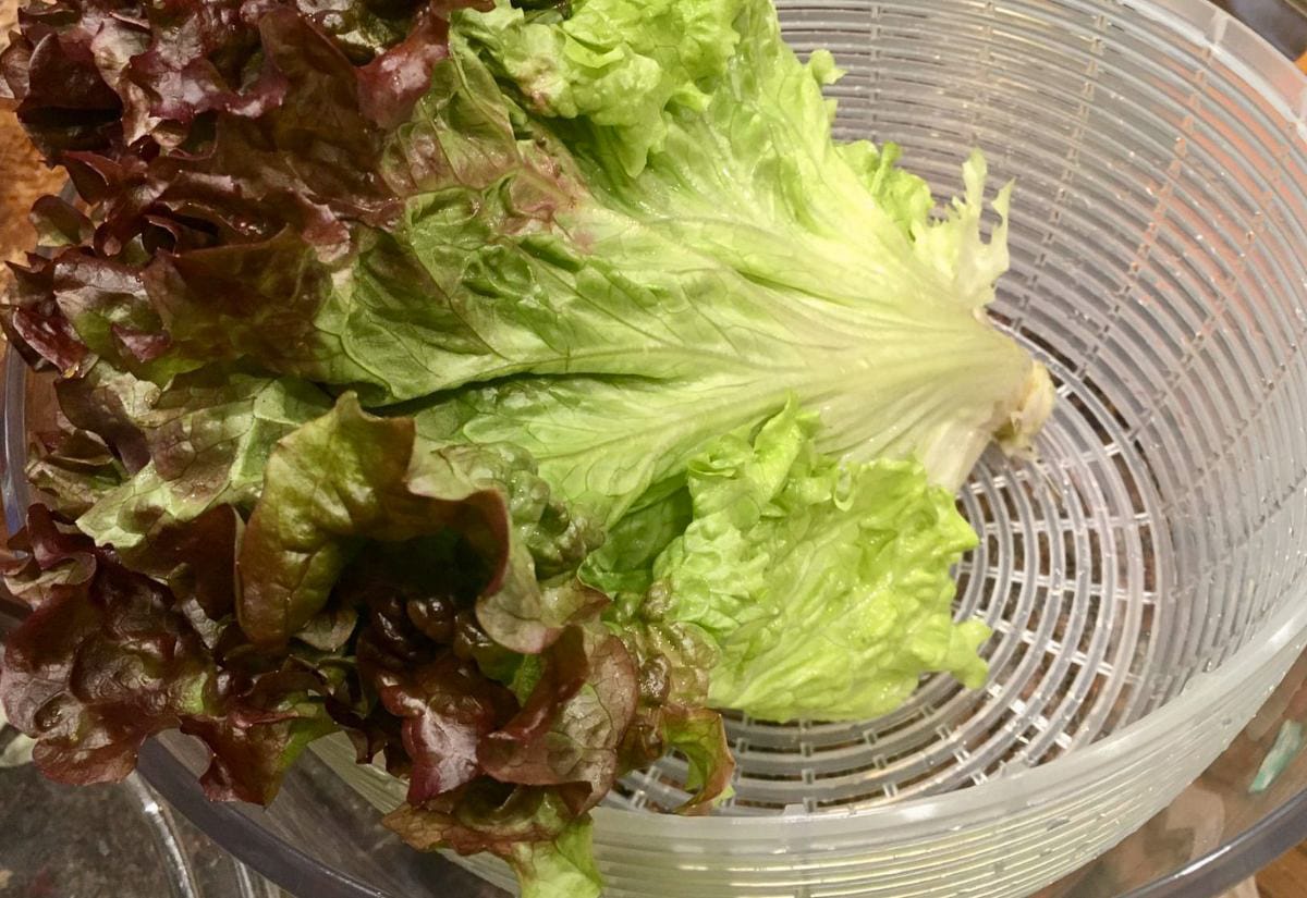Fresh lettuce leaves sitting in a salad spinner basket, showing how greens are dried before storing to prevent sliminess.