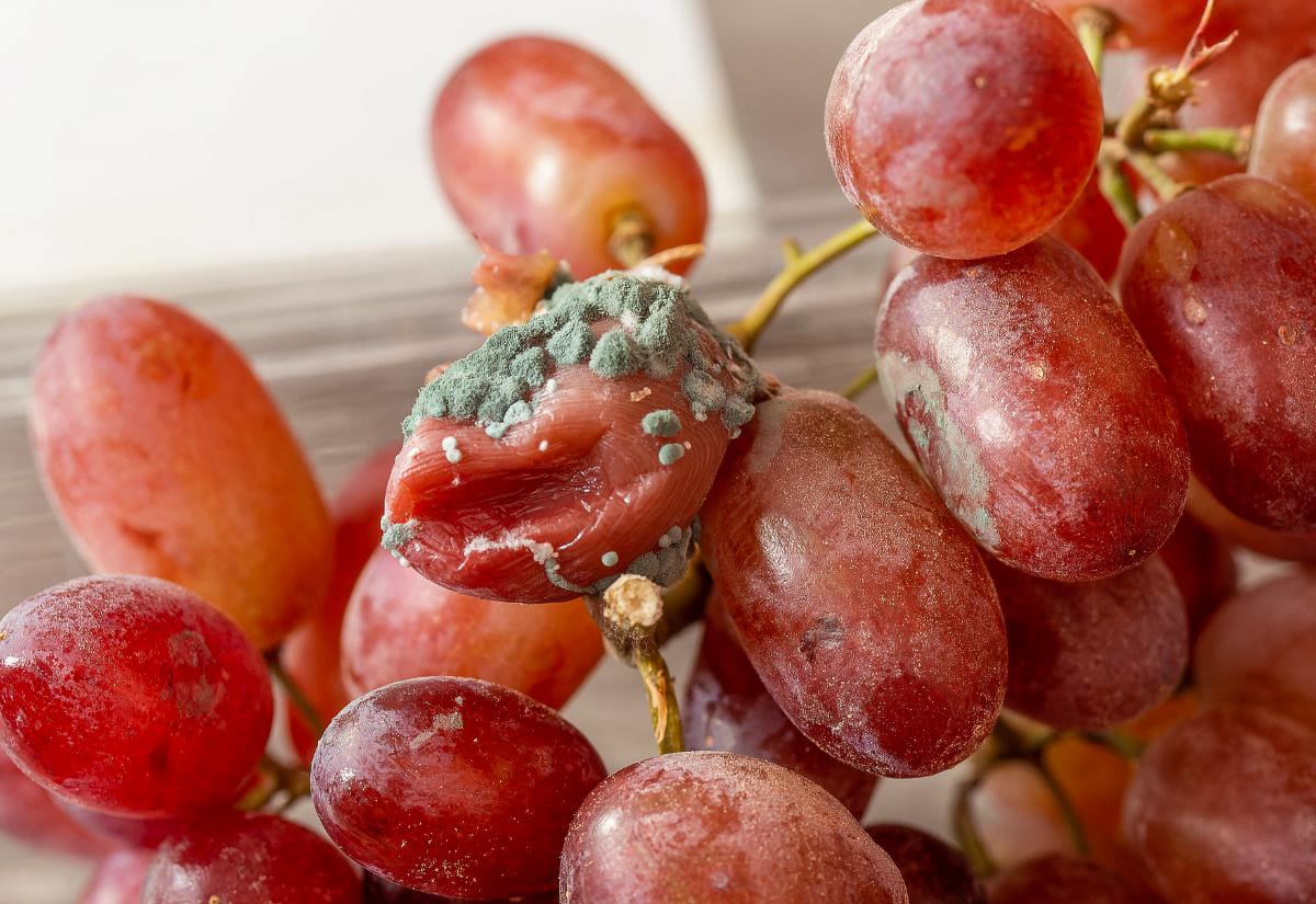 Close-up of red grapes with visible mold growing on one grape, showing how moisture causes grapes to spoil quickly.