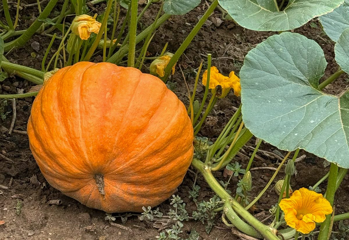 Ripe orange pumpkin growing on the vine surrounded by large green leaves and yellow blossoms, demonstrating what a ready-to-harvest pie pumpkin looks like in the garden.
