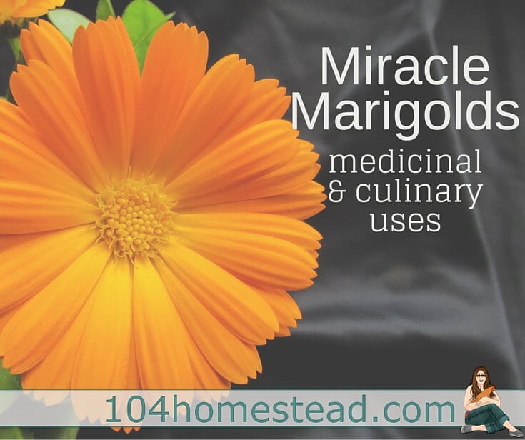 Marigolds flowers are more than just a pretty flower. They are miracle flowers. After reading this, you'll never look at a marigold flower the same way.