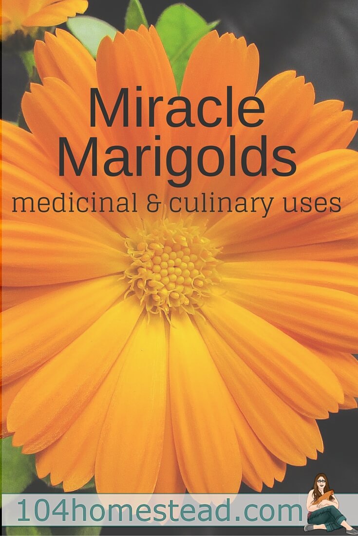 Marigolds flowers are more than just a pretty flower. They are miracle flowers. After reading this, you'll never look at a marigold flower the same way.