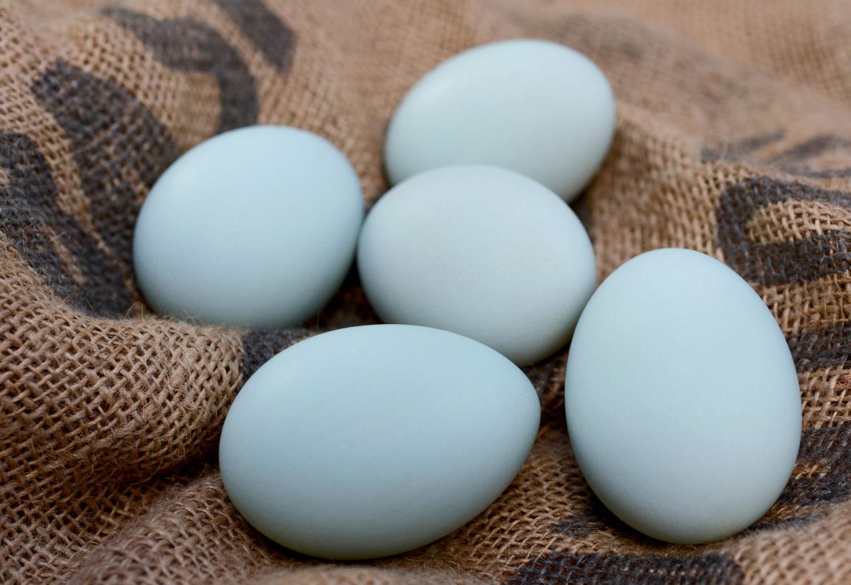 A close-up of five light blue farm fresh eggs resting on burlap fabric.