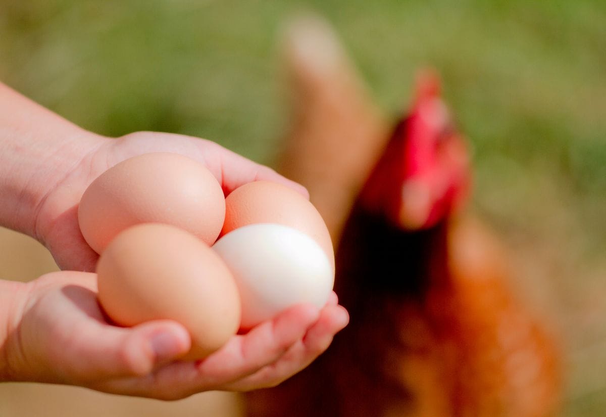 A person holding four fresh eggs in their hand with a blurred chicken in the background.