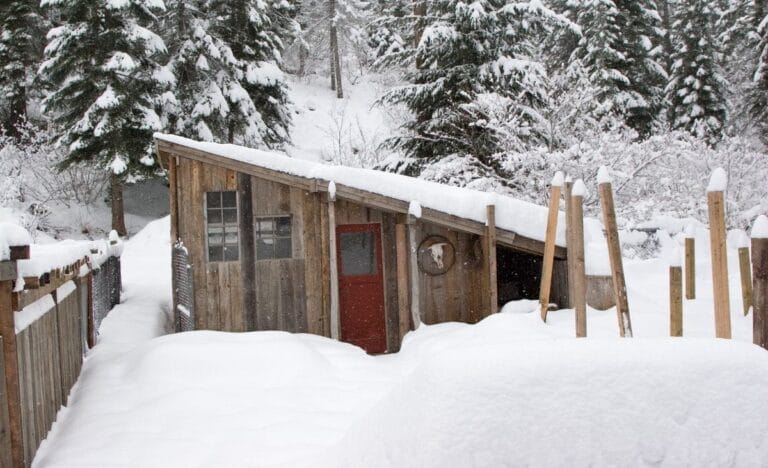 Rustic wooden barn with a red door surrounded by deep snow and evergreen trees during a Maine winter, showing a simple, practical homestead setup for livestock care.