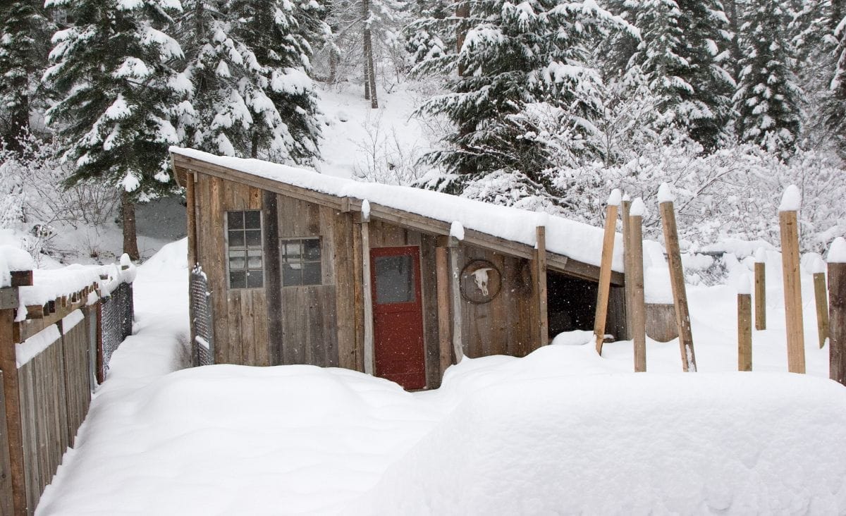 Rustic wooden barn with a red door surrounded by deep snow and evergreen trees during a Maine winter, showing a simple, practical homestead setup for livestock care.