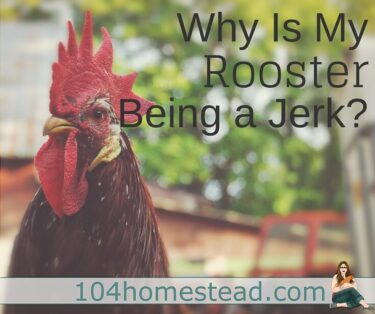 Roosters show aggression for a variety of reasons. They perceive you as a threat or they want to dominate you. Occasionally, your rooster will just be a jerk.