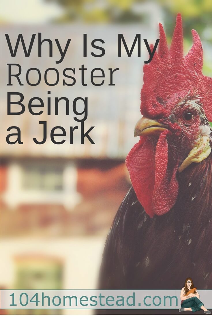 Roosters show aggression for a variety of reasons. They perceive you as a threat or they want to dominate you. Occasionally, your rooster will just be a jerk.