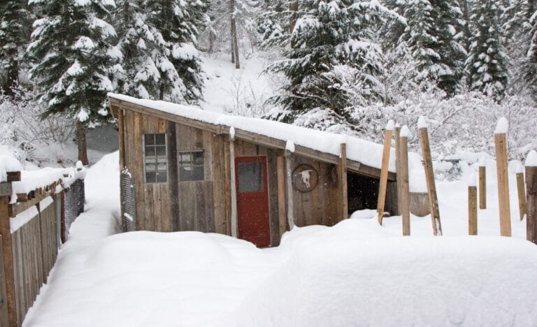 A lean-to style chicken coop with a red door in a snowy backyard.