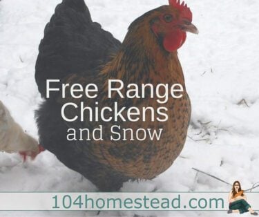 With a small flock of free range chickens, it's easy to shovel a small area for the chickens to graze. With a larger flock, it's harder to supply adequate space.