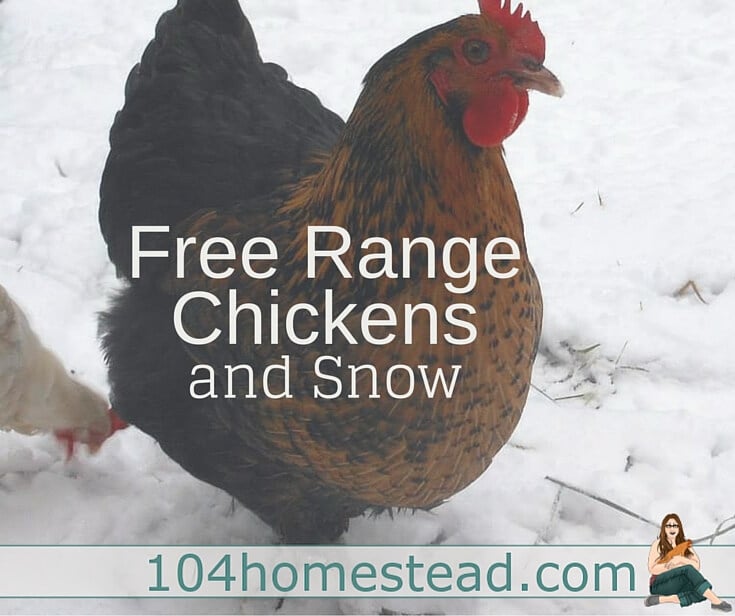 Where to Free Range Chickens in Winter: Dealing with Snow