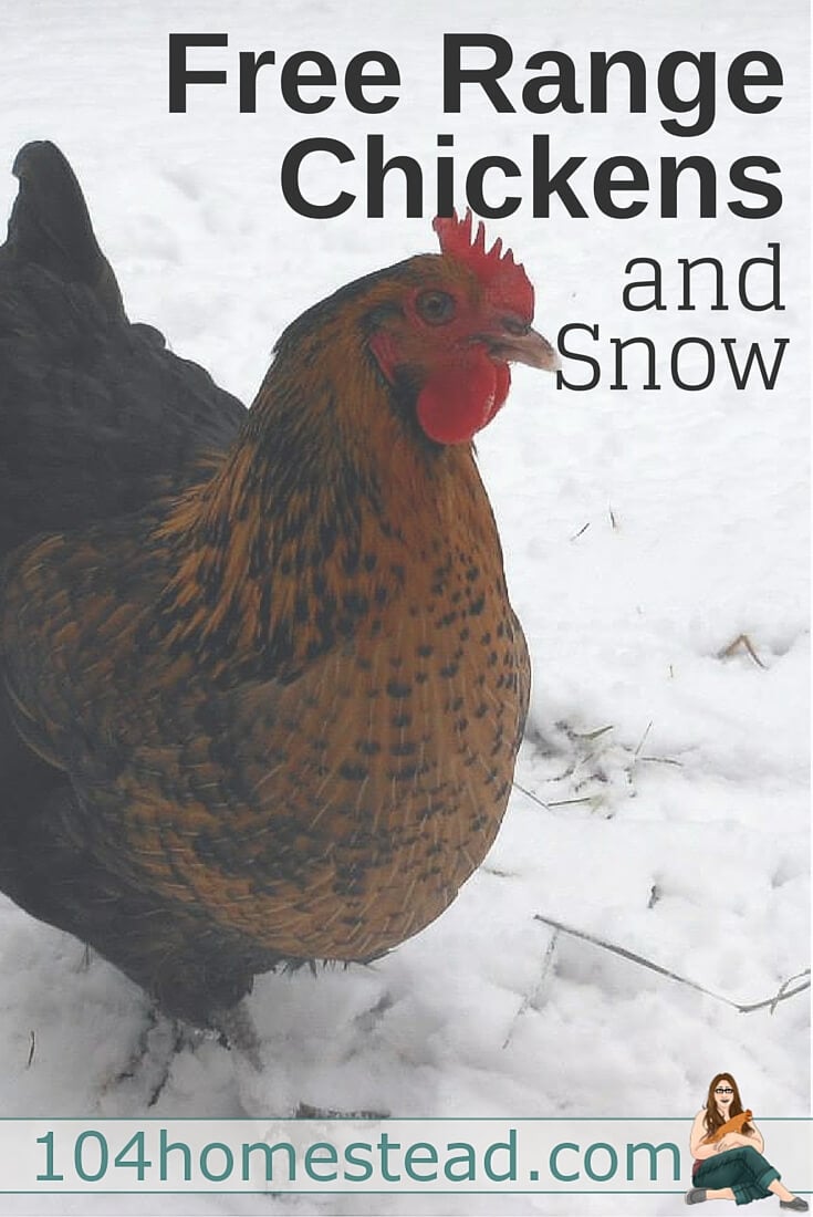 With a small flock of free range chickens, it's easy to shovel a small area for the chickens to graze. With a larger flock, it's harder to supply adequate space.