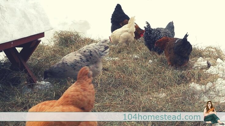 With a small flock of free range chickens, it's easy to shovel a small area for the chickens to graze. With a larger flock, it's harder to supply adequate space.