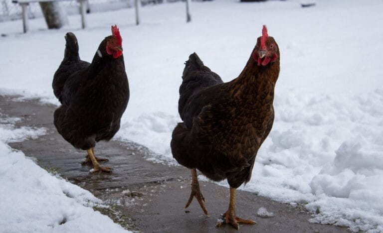 Two chickens walking down a path that was shoveled off from snow.