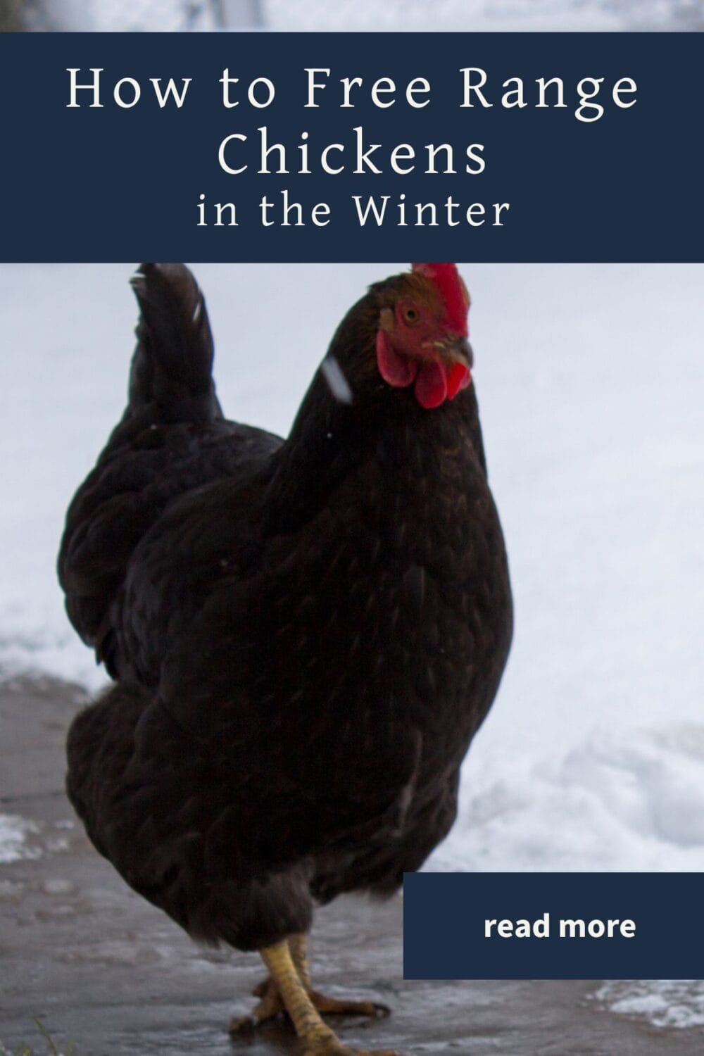 A chicken walking on a cleared path in the snow.