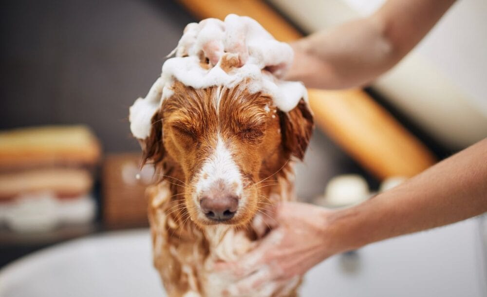 A dog in the bathtub having his head scrubbed.