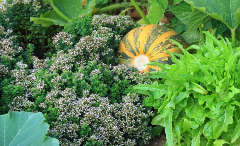 Improve Your Garden with These 8 Permaculture Herbs