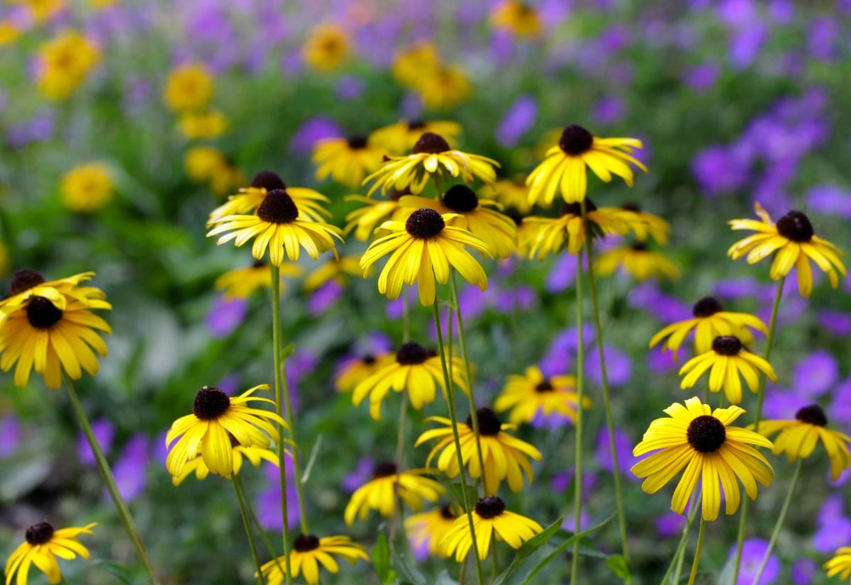 A vibrant patch of Black-Eyed Susan wildflowers blooming in a garden with purple flowers in the background.