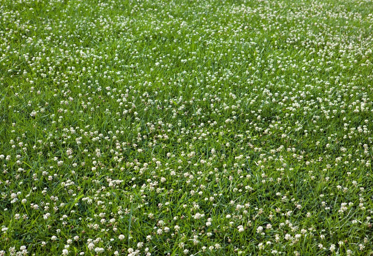 A lush clover lawn with small white flowers scattered across the green ground cover.