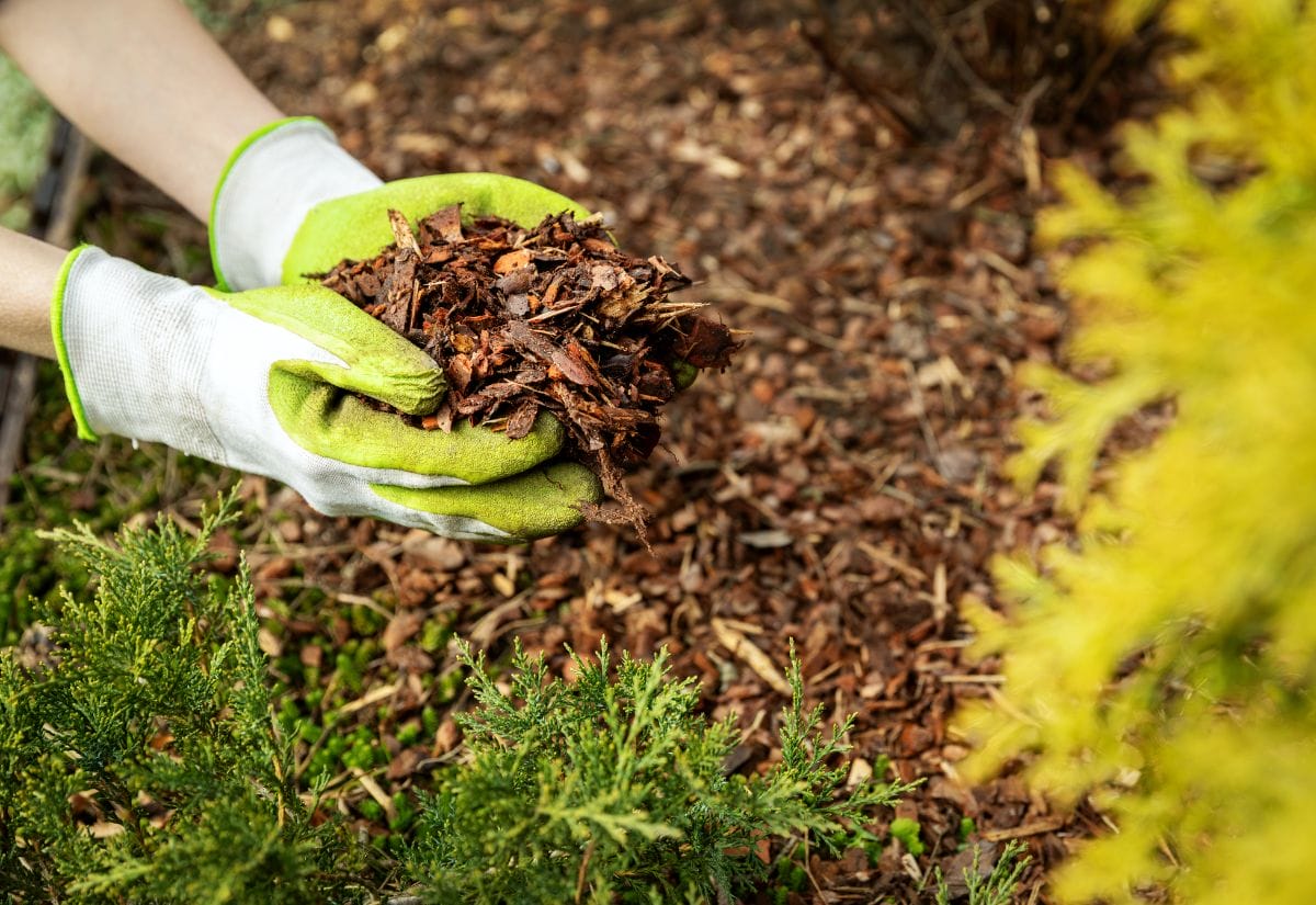 Gloved hands holding a pile of wood chip mulch over a mulched garden bed.