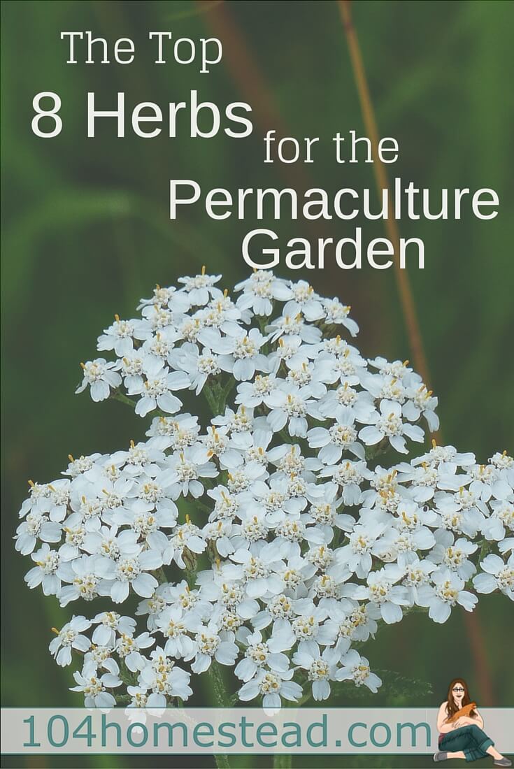 Before launching into 8 super-cool herbs, let's talk about permaculture. It's an ecological design science that is modeled after nature and used for sustainability.