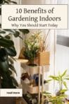 A beautiful indoor plant display on a cart by a sunny window, showcasing the joys of gardening indoors.