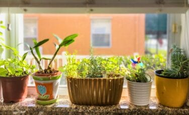 A row of potted indoor plants basking in natural sunlight on a windowsill, featuring vibrant green herbs and succulents.