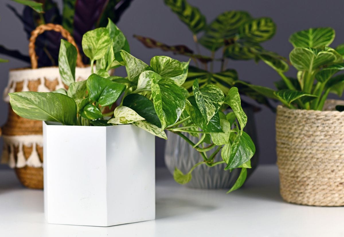 Close-up of lush green indoor plants in modern planters, including a white geometric pot and a woven basket planter.