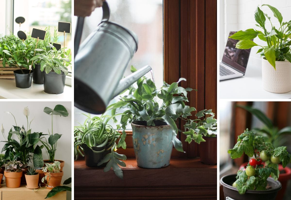 A collage showing indoor plants being watered and arranged, with a mix of herbs, vegetables, and decorative plants in various pots.