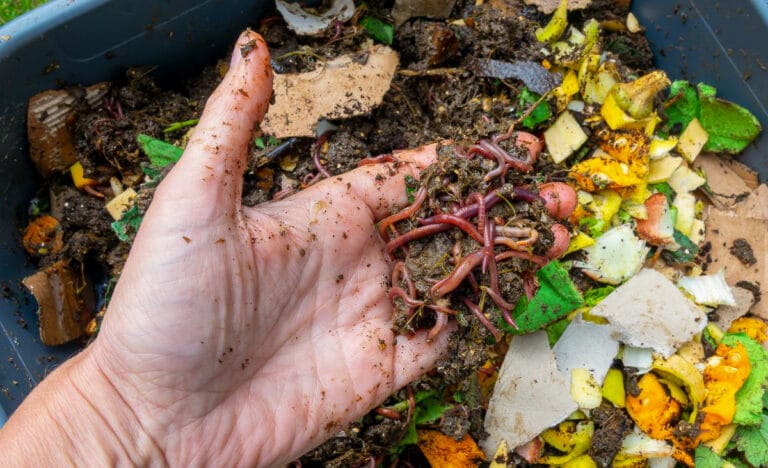 Close-up of a hand holding red wiggler composting worms above a worm bin filled with kitchen scraps and shredded cardboard.