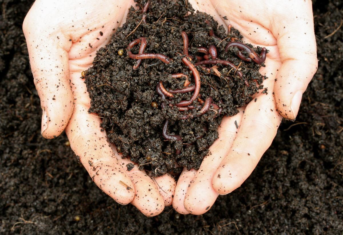Red wiggler worms crawling through finished compost held in two cupped hands, showing healthy worm castings.