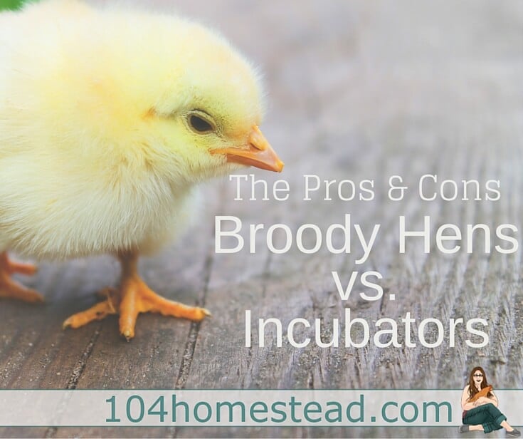 Find out which method of hatching is best for you and your situation. Both the use of incubators as well as broody hens has pros and cons. Find out what they are.