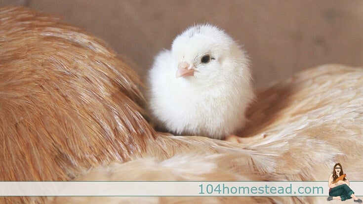 Find out which method of hatching is best for you and your situation. Both the use of incubators as well as broody hens has pros and cons. Find out what they are.