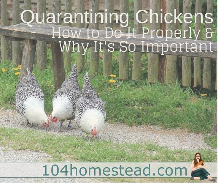 How & Why to Quarantine Chickens Correctly