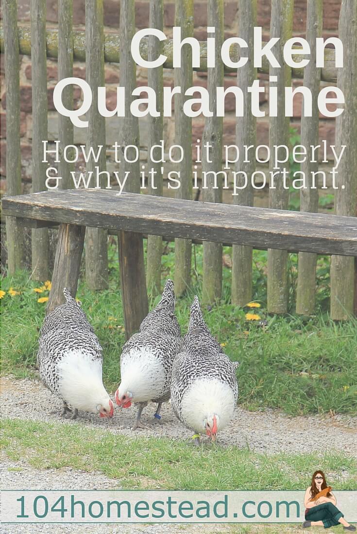 Learn why you should never risk introducing new birds without quarantining. Learn how to properly quarantine so you can keep your flock safe and healthy.