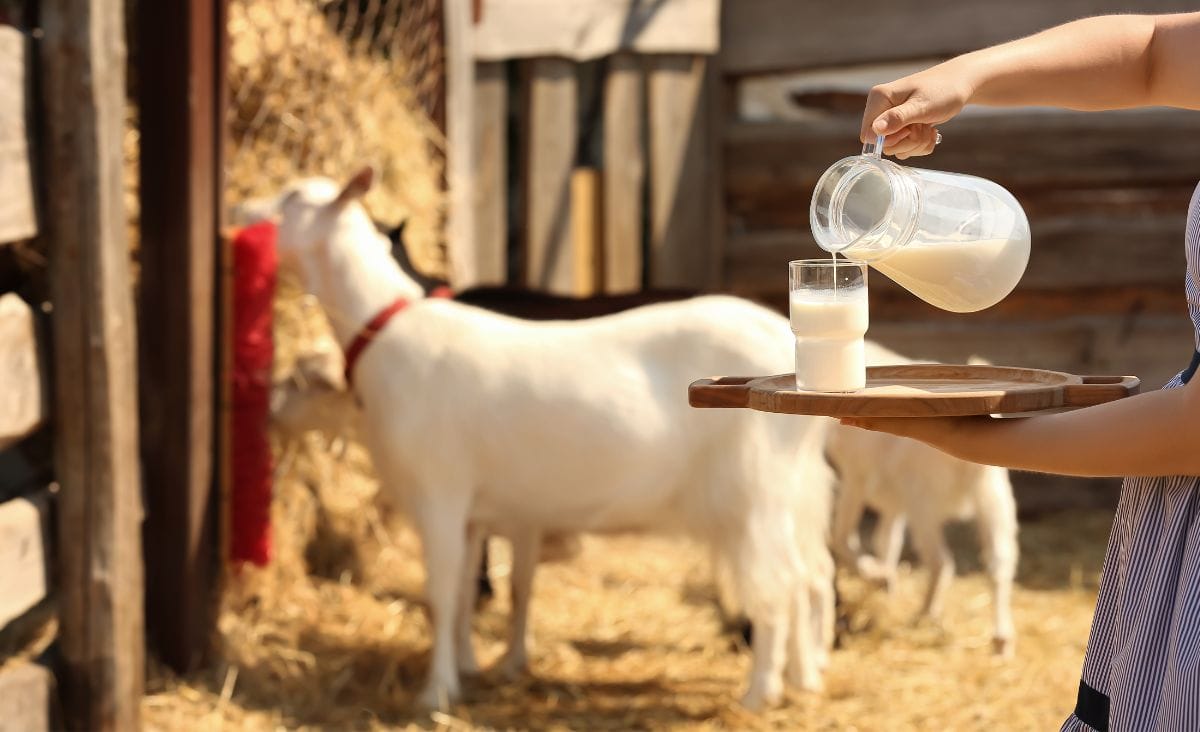 Pouring a glass of milk in front of a dairy goat.