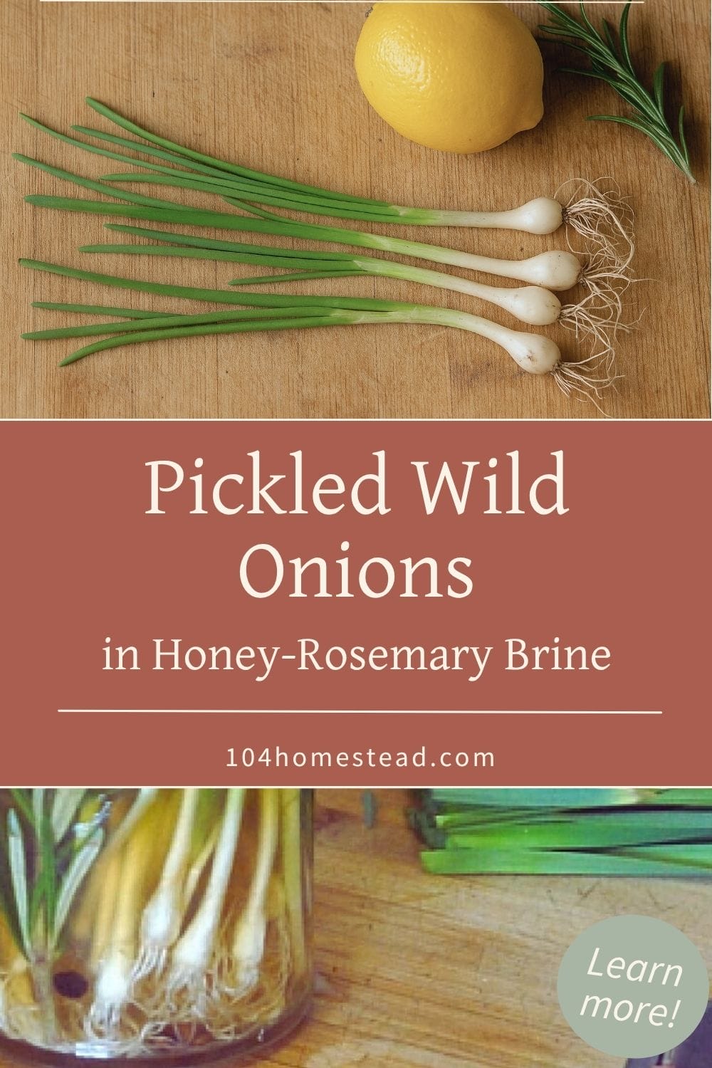Pinterest pin image featuring fresh wild onions, lemon, and rosemary on a wooden surface, with text overlay that reads ‘Pickled Wild Onions in Honey-Rosemary Brine’ and the website URL 104homestead.com.