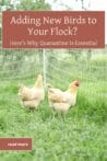 Two hens standing near a temporary chicken fence on a green grassy field, illustrating the importance of quarantining new birds before adding them to your flock.