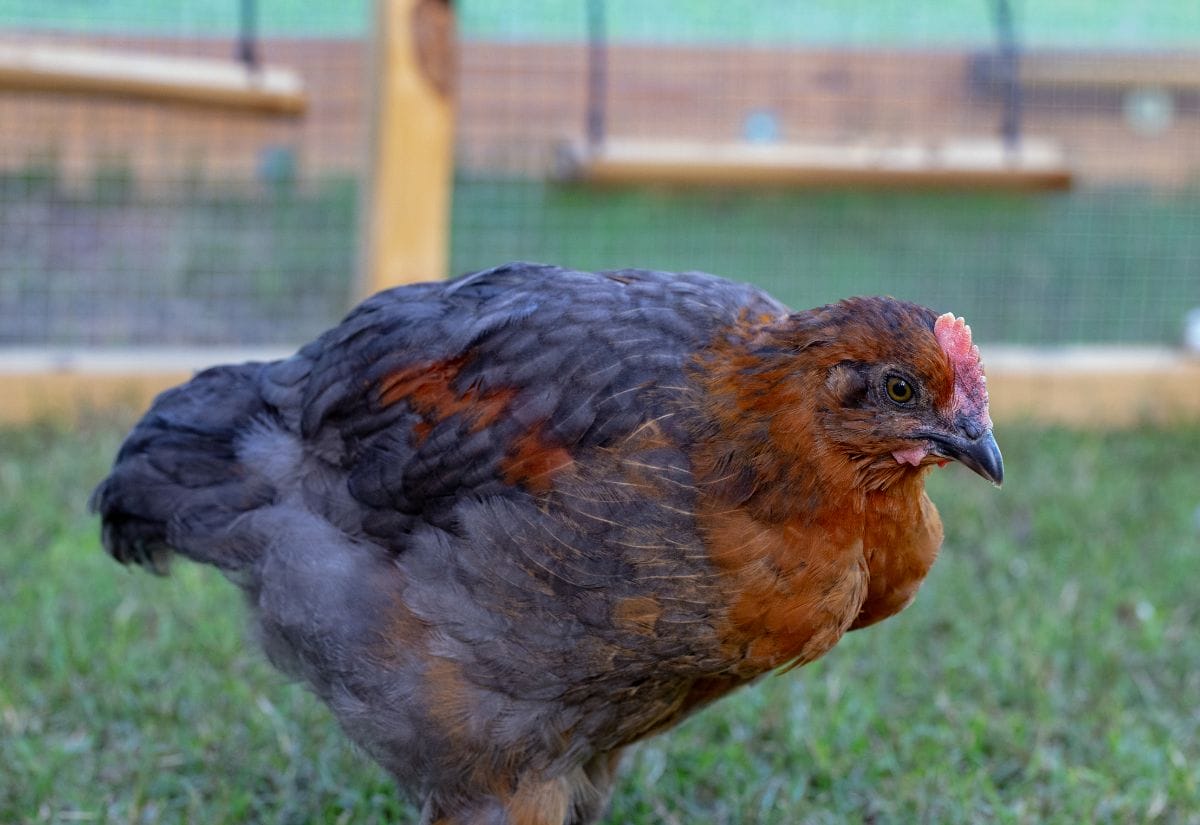 A juvenile chicken with a mix of orange and gray feathers in a separate enclosure.