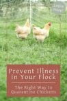 Two chickens near a white electric netting fence in a sunny field, emphasizing the importance of quarantine for flock health.