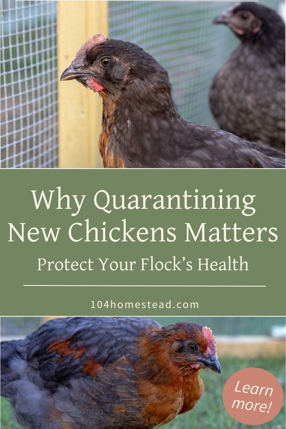 Close-up of two chickens in a coop, with one focused in the foreground, demonstrating the importance of careful quarantine procedures to protect existing flocks.