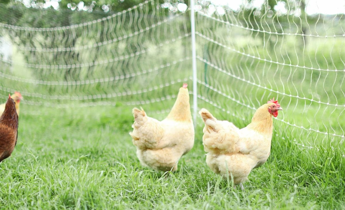 A group of chickens roaming freely near an electric netted fence in a grassy field.