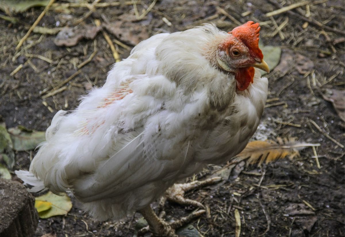 A white chicken with swollen eyes and unkempt feathers standing in a muddy area.