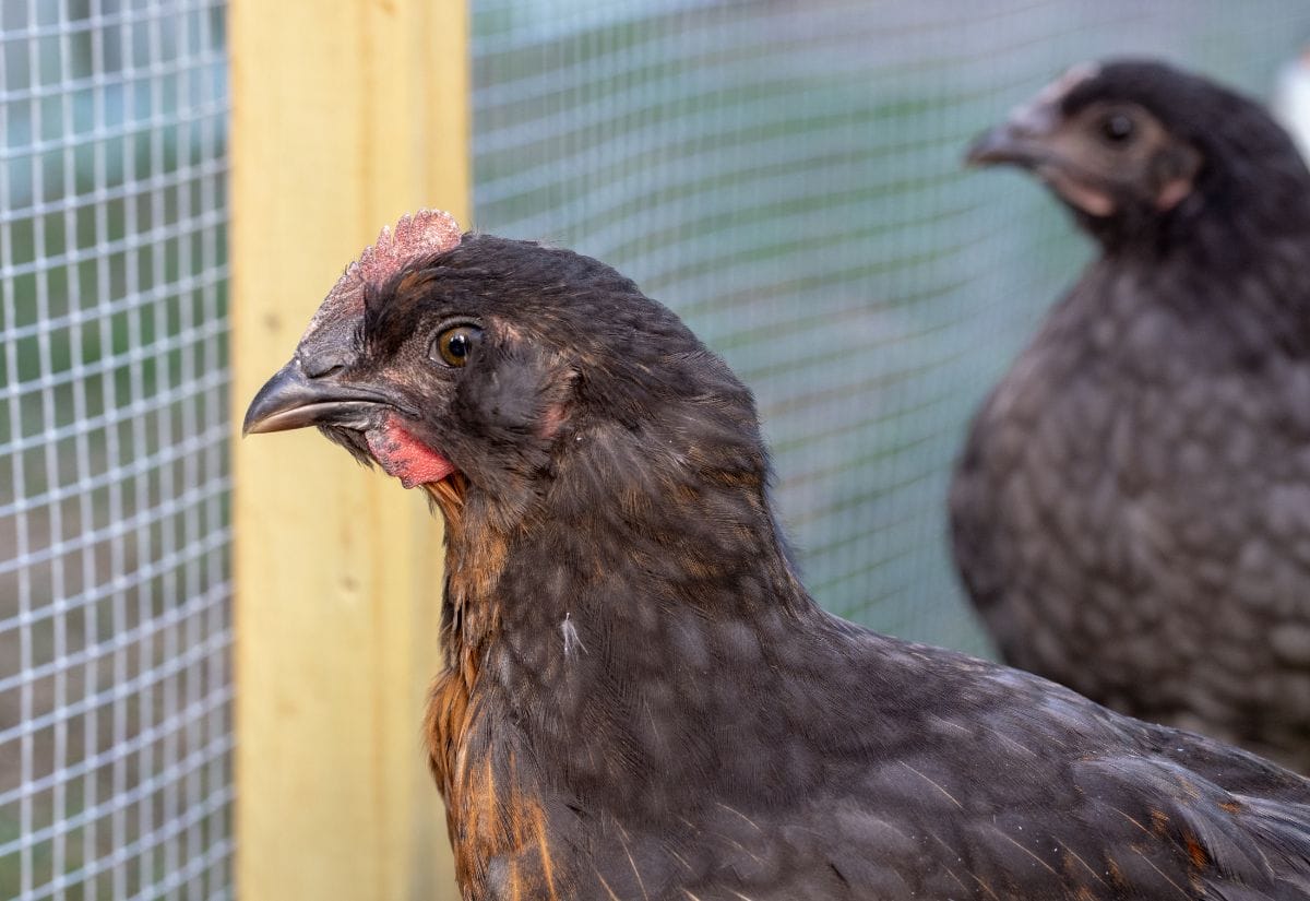 A dark-feathered chicken with vibrant features standing by a wire fence.