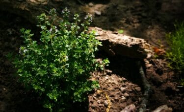 Sage growing in a shady spot in the garden.
