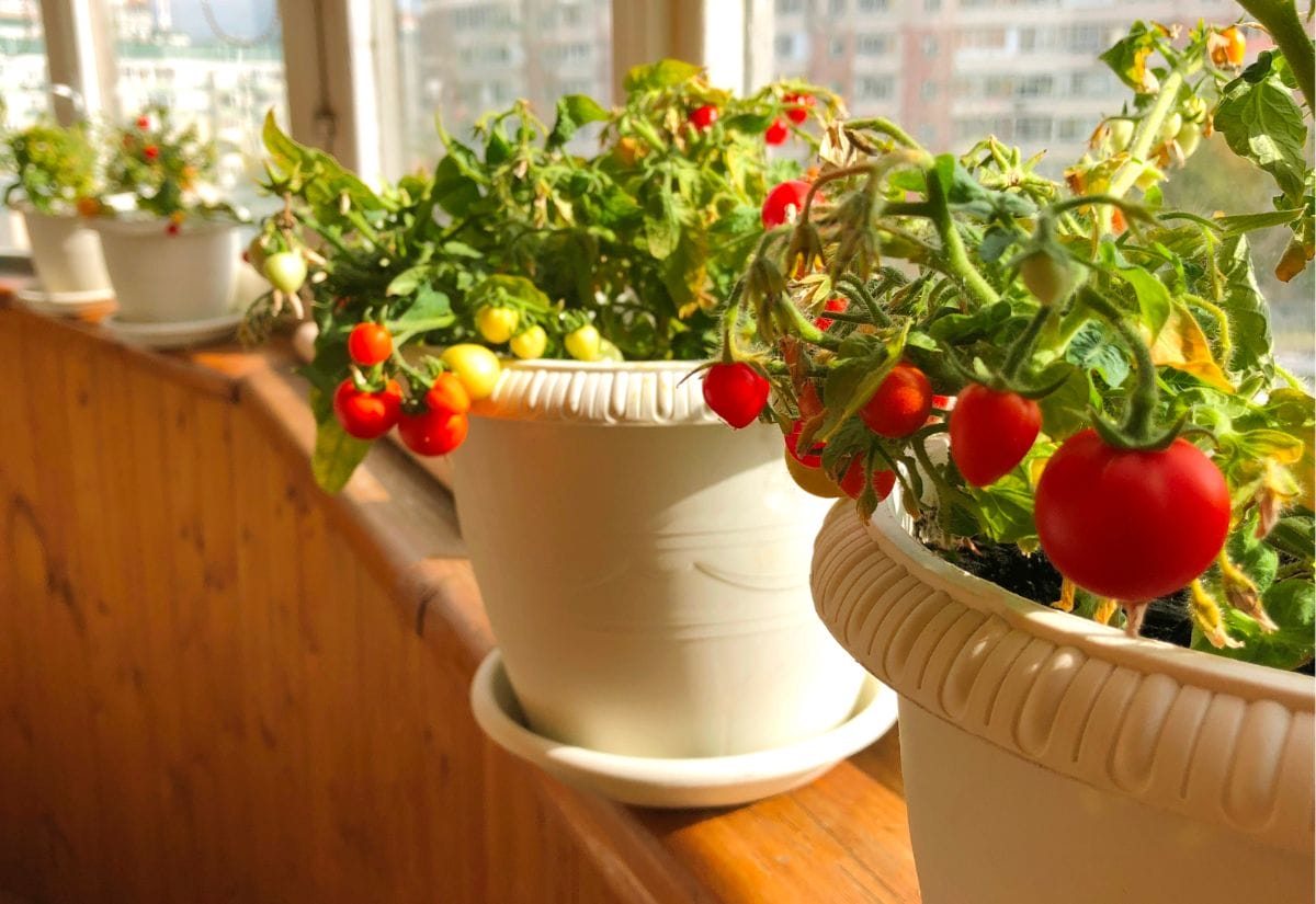 Cherry tomato plants growing indoors in white containers on a sunny windowsill, ideal for small or urban spaces.