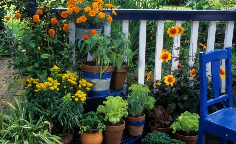 A vibrant container garden featuring marigolds, lettuce, and herbs arranged on a patio with a white picket railing.