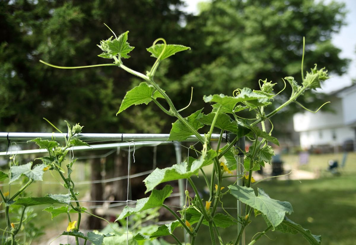 Cucumber vines climbing a trellis in a small backyard garden, showcasing vertical gardening techniques.